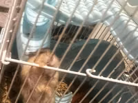 7 ədəd hamster və qəfəs dəsti - Növ: xırda ev heyvanı (hamster) - — foto 4