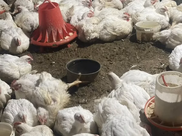Chickens