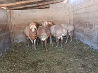 Қошқар, Arashan sheep — 1-сурет