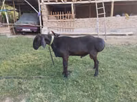 Widder, Arashan sheep — Foto 1