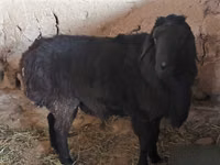 كبش, Hissar sheep — الصورة 6