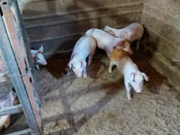 Schweine (Partie, Geschlecht nicht angegeben) — Foto 7