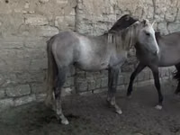 فرس, الخيول — الصورة 2