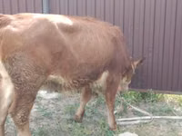 Kuh, Swiss cattle — Foto 4