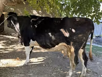Cow, Holstein breed — photo 1