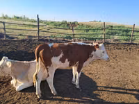 Kuh, Simmental cattle — Foto 3