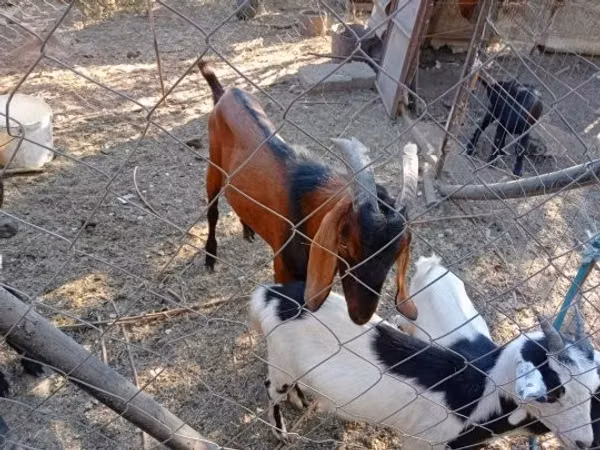 Ziegenbock, Nubian Goat
