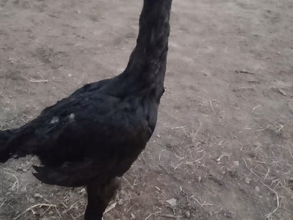 Chickens