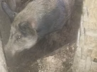 Eber, Schweine — Foto 2