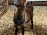 Ziegenbock, Alpine goat — Foto 1