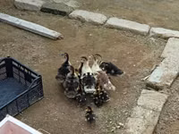 Ducks — photo 4
