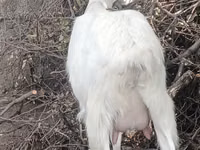 Ziege, Alpine goat — Foto 2