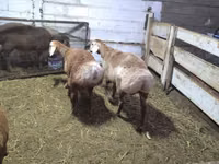 Carnero, Arashan sheep — foto 5