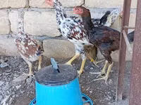 Chickens — 5-сурет