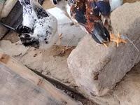 Toyuq/xoruz üçün açıq hava qəfəsi və kiçik toyuq daxması - Material — фото 4