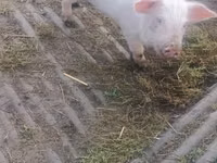 Eber, Schweine — Foto 2