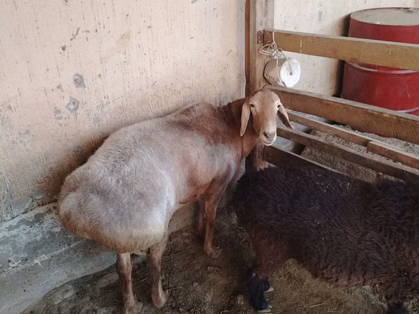 Qoʻchqor, Arashan sheep