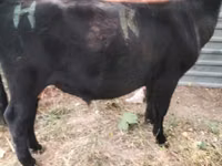 公牛, Cattle — 照片 4