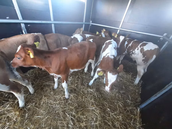 公牛, Simmental cattle