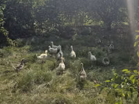 Geese — Foto 4
