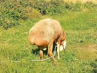 Qoʻchqor, Arashan sheep — 7-rasm