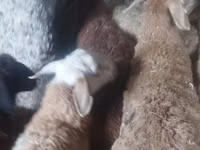 公羊, Sheep — 照片 3