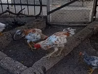 Chickens — 照片 4
