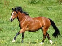 Pferde (Partie, Geschlecht nicht angegeben), Horse breed — Foto 4