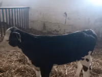 Kuh, Simmental cattle — Foto 2