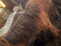 Stute, Kustanai horse — Foto 1