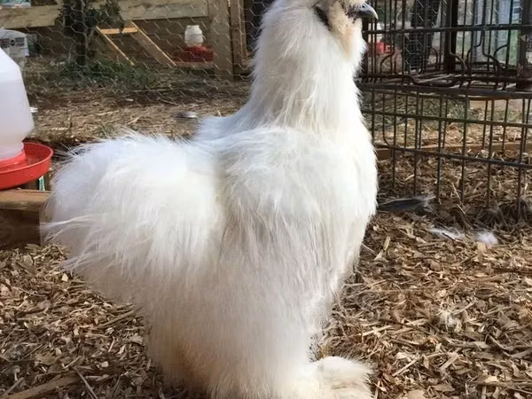 Silki