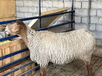 Schaf, Schafe — Foto 6