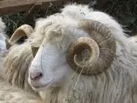 تيس, الماعز — الصورة 3