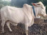 母牛, Cattle — 照片 5