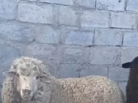 نعجة, الأغنام — الصورة 1