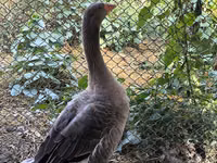 Geese — الصورة 8