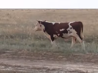 公牛, Kazakh White-headed cow — 照片 4