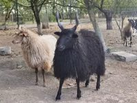 Oveja, Racka sheep — foto 3