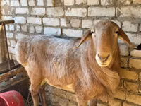 Қошқар, Edilbay sheep — 1-сурет