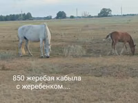 Stute, Horse breed — Foto 2