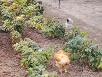 Brahma — Foto 2