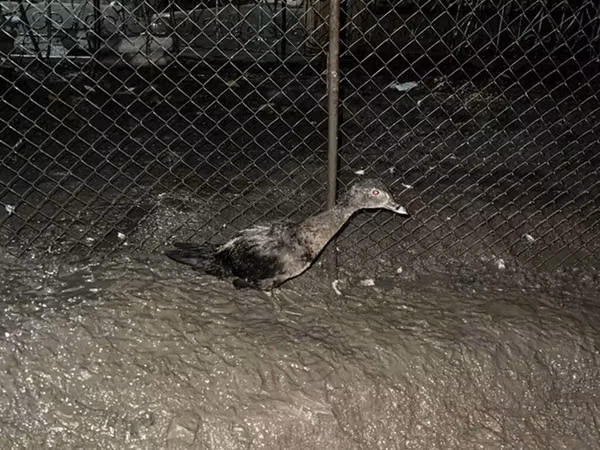 Domestic Muscovy