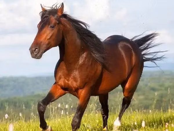 فرس, الخيول