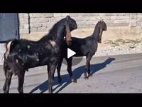 Ziege, Kamori goats — Foto 4
