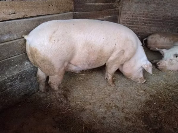 Säue, 