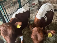 Bovinos (lote, sexo no especificado), Simmental cattle — foto 2