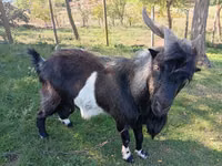Эчки теке, Козулар — сүрөт 1