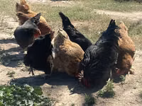 Chickens — Foto 2