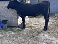 Vaca, Aberdeen-Angus — foto 4