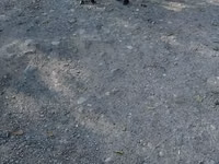 تيس, الماعز — الصورة 5